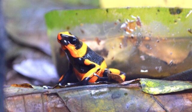 Detienen a una brasileña que intentaba sacar de Colombia 130 ranas en peligro de extinción