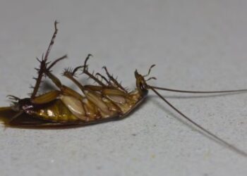 ¿Las cucarachas sienten dolor cuando se les pisa?