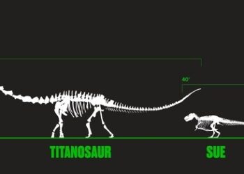 Hallan en China los huesos de una nueva especie de titanosaurio del Cretácico