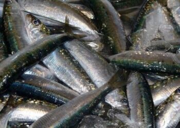 Un estudio asocia los niveles altos de omega-3 con menor riesgo de sufrir demencia