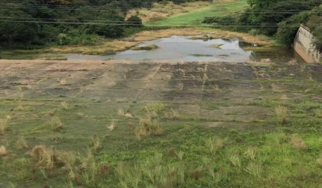 Estiman que producción de arroz en Venezuela crecerá un 13,6 % en el ciclo 2023-2024