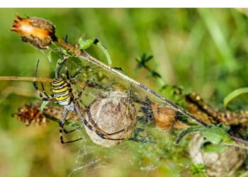 ¿Son venenosas? Las imponentes arañas provenientes de Asia que podrían invadir Nueva York