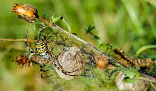 ¿Son venenosas? Las imponentes arañas provenientes de Asia que podrían invadir Nueva York