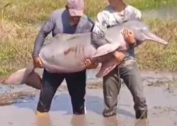 Pescadores rescatan “tonina” atascada en un charco del río Portuguesa en Barinas (VIDEO)