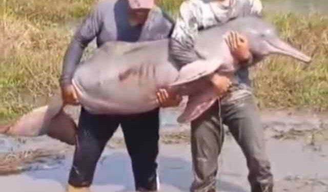 Pescadores rescatan “tonina” atascada en un charco del río Portuguesa en Barinas (VIDEO)