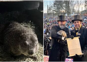 Día de la Marmota 2024: piden reemplazar a la mascota Phil por una moneda gigante
