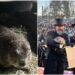 Día de la Marmota 2024: piden reemplazar a la mascota Phil por una moneda gigante