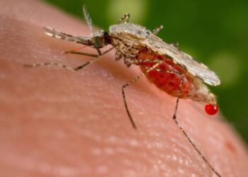 Alertan sobre aparición de casos de malaria en el caserío Sicare del estado Lara