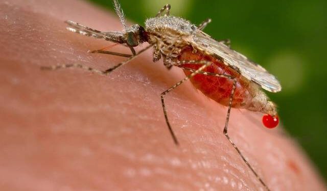 Alertan sobre aparición de casos de malaria en el caserío Sicare del estado Lara