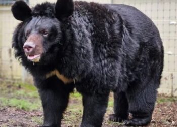 Yampil, el oso ucraniano que se salvó de ser devorado por los soldados rusos