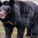 Yampil, el oso ucraniano que se salvó de ser devorado por los soldados rusos