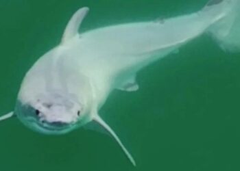 Nunca visto: filmaron frente a las costas California los primeros instantes de vida de un tiburón blanco