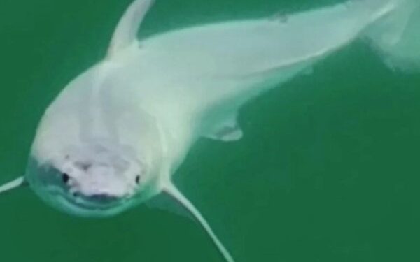 Nunca visto: filmaron frente a las costas California los primeros instantes de vida de un tiburón blanco