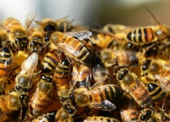 Quiso sacar su camioneta del barro, pero abejas africanas lo atacaron salvajemente hasta morir