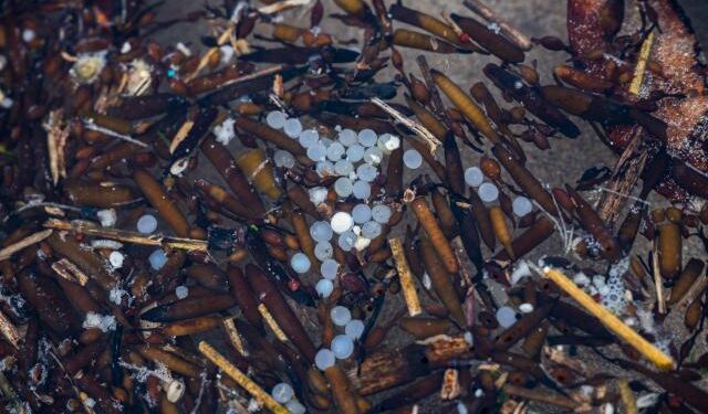 Lo que la ciencia sabe del impacto del plástico en la salud