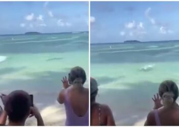 Terror en la playa: un tiburón se acercó a metros de la costa y bañistas huyeron para evitar la muerte (VIDEO)