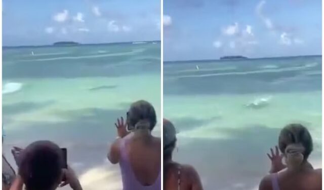 Terror en la playa: un tiburón se acercó a metros de la costa y bañistas huyeron para evitar la muerte (VIDEO)