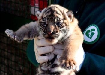 Nace en Roma una tigresa de Sumatra, especie en grave riesgo de extinción