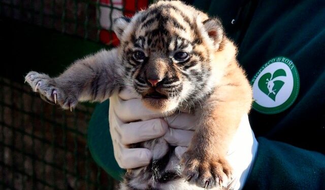 Nace en Roma una tigresa de Sumatra, especie en grave riesgo de extinción