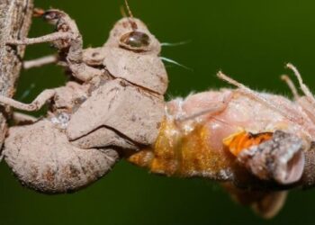 Estados Unidos se enfrentará a la mayor plaga de este insecto por primera vez en 221 años