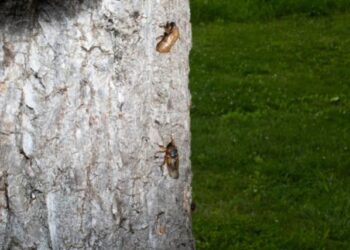 Apocalipsis en EEUU: cómo prepararte para los miles de millones de estos insectos que emergerán en 2024