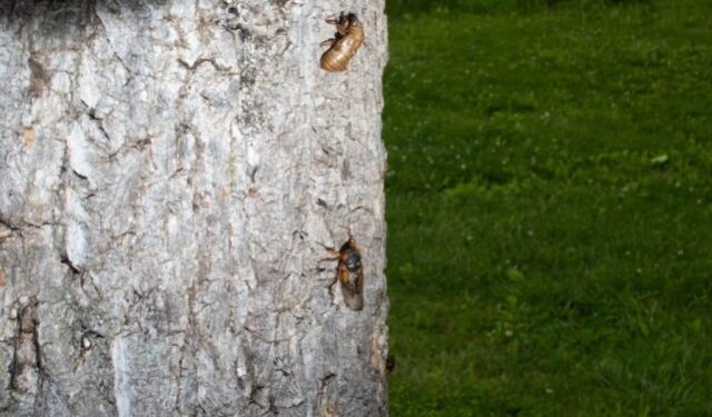 Apocalipsis en EEUU: cómo prepararte para los miles de millones de estos insectos que emergerán en 2024