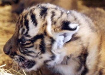 Nacen en China tres cachorros de la especie de tigre más amenazada del mundo