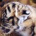 Nacen en China tres cachorros de la especie de tigre más amenazada del mundo