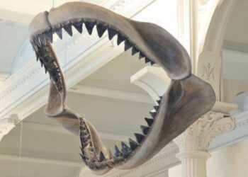 El megalodón era más delgado de lo que se creía, según nuevo estudio