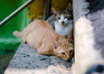 El misterio de los gatos muertos que preocupa a los residentes de un vecindario de Miami