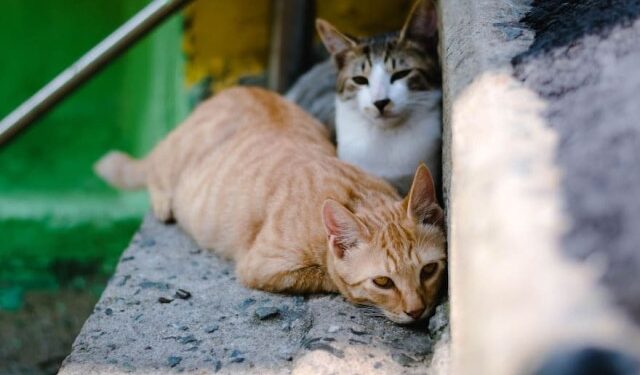 El misterio de los gatos muertos que preocupa a los residentes de un vecindario de Miami