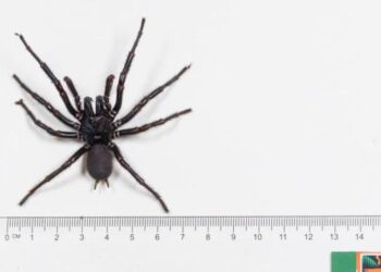 Encuentran en Australia una araña venenosa de un tamaño inusual de casi ocho centímetros