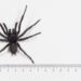 Encuentran en Australia una araña venenosa de un tamaño inusual de casi ocho centímetros