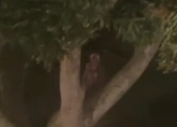 “No estoy loco, tiene brazos”: Salió a mirar por la ventana y encontró una extraña figura sentada en un árbol (VIDEO)