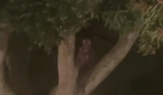 “No estoy loco, tiene brazos”: Salió a mirar por la ventana y encontró una extraña figura sentada en un árbol (VIDEO)