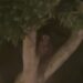“No estoy loco, tiene brazos”: Salió a mirar por la ventana y encontró una extraña figura sentada en un árbol (VIDEO)