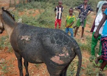 Carreta tirada por dos burros explota en Kenia y deja un policía muerto