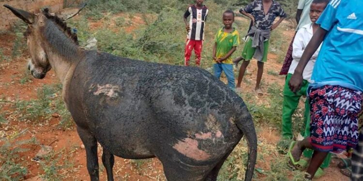 Carreta tirada por dos burros explota en Kenia y deja un policía muerto