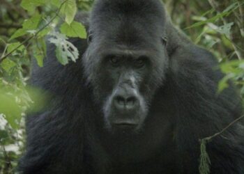 Camarógrafo logró que un gorila lo aceptara en su manada para filmarlo durante tres meses y salvarlo de la extinción