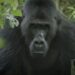 Camarógrafo logró que un gorila lo aceptara en su manada para filmarlo durante tres meses y salvarlo de la extinción