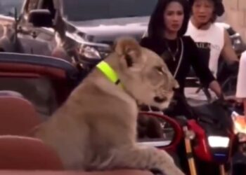 La mujer que podría terminar tras las rejas por pasear a un león en un Bentley en plena calle (VIDEO)