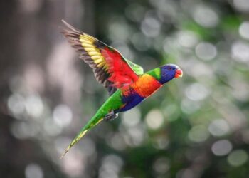 Un pájaro con los colores del arcoíris escapa del zoológico de la manera más obvia posible