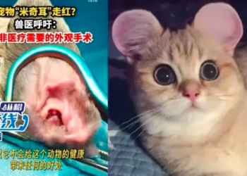 Polémica moda en China: operación a mascotas para dejarlas con orejas de Mickey Mouse