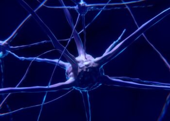 Científicos descifraron los circuitos neuronales implicados en la toma de decisiones