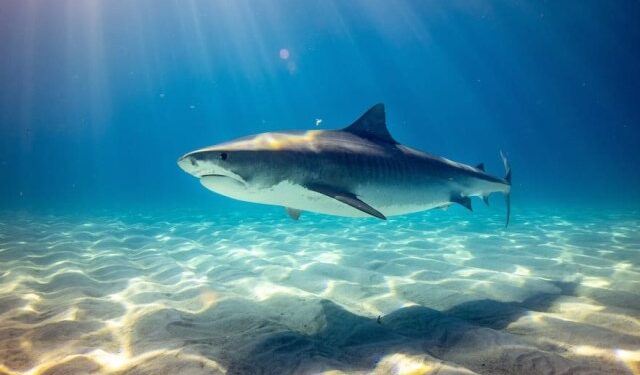 La temida playa de Florida considerada la más peligrosa por frecuentes ataques de tiburones