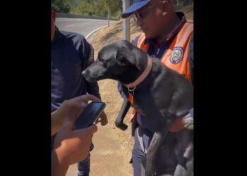 Rescataron a perrito que cayó en una alcantarilla en la Cota Mil (Videos)