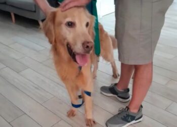 El ingenioso rescate de un perro abandonado hace tres meses en un departamento: cómo le salvaron la vida