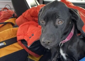 Rescate heroico en Míchigan: Salvan a una perra tras caer desde un acantilado de 1.8 metros