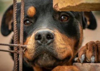 Ataque sangriento: Un joven fue devorado por sus cinco perros rottweiler cuando intentaba entrar a su casa