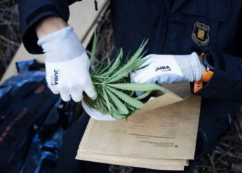 Crueldad infantil: Obligan a tres niños a dormir en la sala de su casa porque el cuarto era una plantación de marihuana